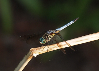 [The dragonfly is perched atop a bent stalk. It hass large blue eyes, black nose, and white rest of face is visible as it's viewed from the side front. The black and light colored stripes are visible on the wide part of its body while the skinnier portion in the back is light blue with a black tip.]